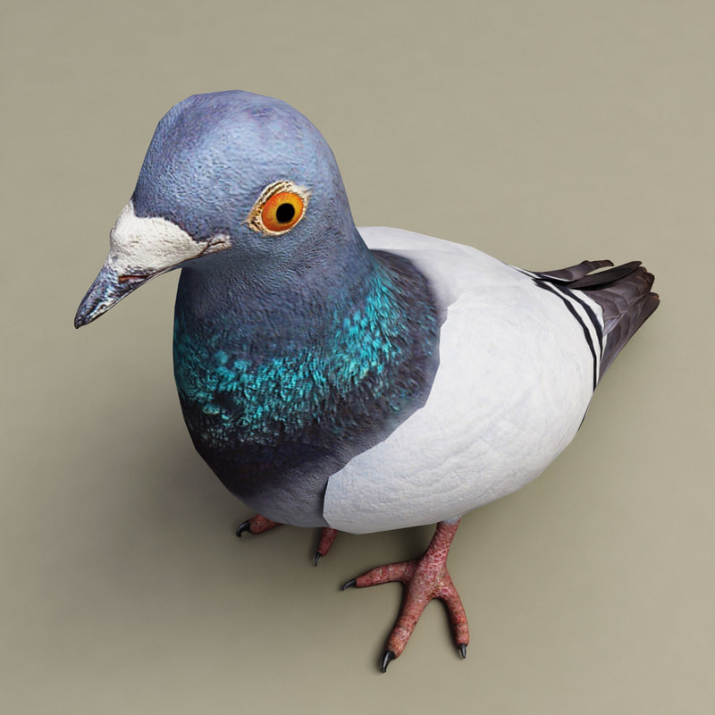 pigeon modelled 3d model