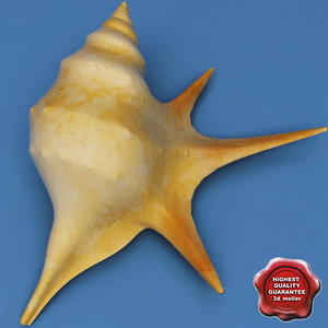 3d model seashell aporrhais