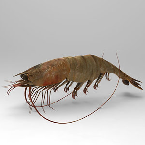 shrimp 3ds