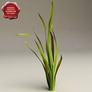 aquarium plant vallisneria gigantea 3d model