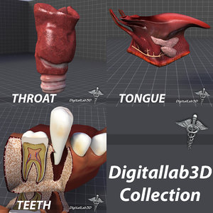 3d model tongue throat teeth