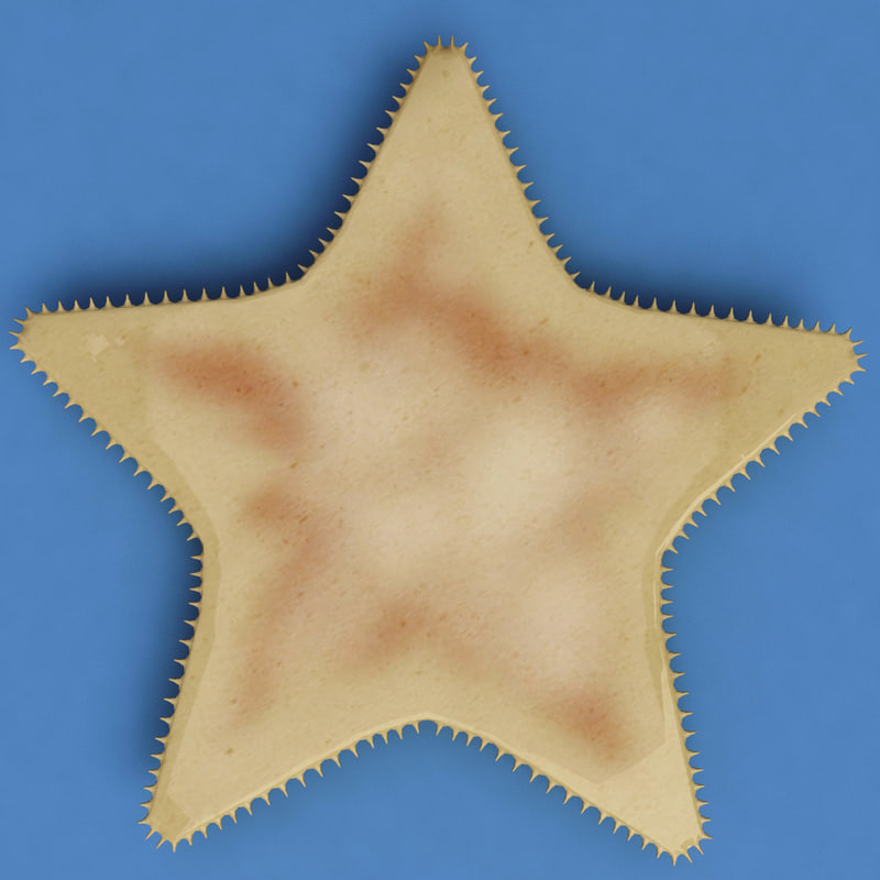 海星3d模型