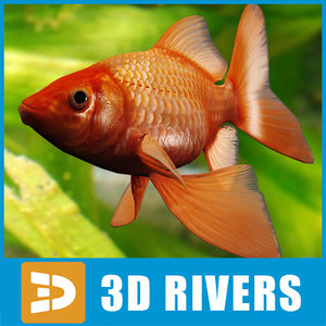 goldfish fish 3d obj