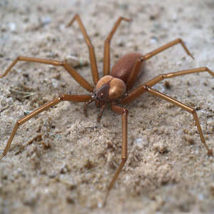 brown recluse spider 3d model