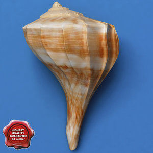 seashell left opening conch 3d model