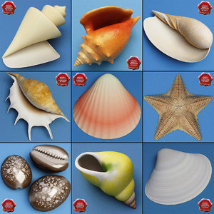 3d seashells sea shell model