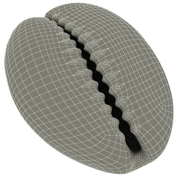 3d seashells sea shell model