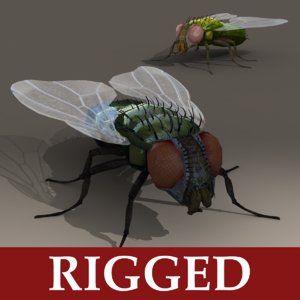 rigged fly max
