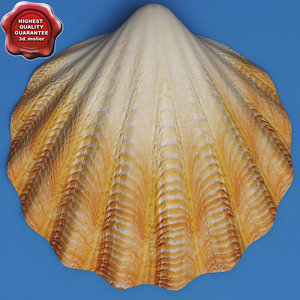 clam seashell 3d model