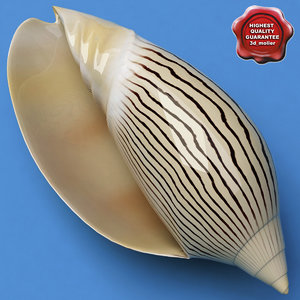 seashell amoriaellioti 3d model