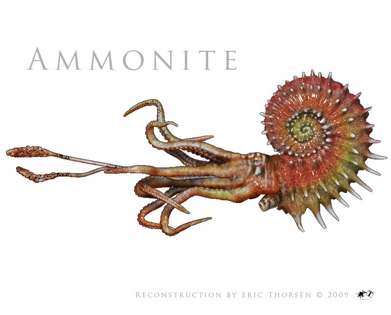 3d model ammonite