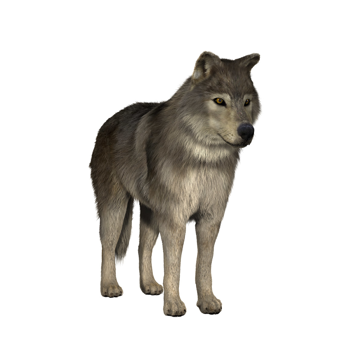 3d wolves v2 wolf model