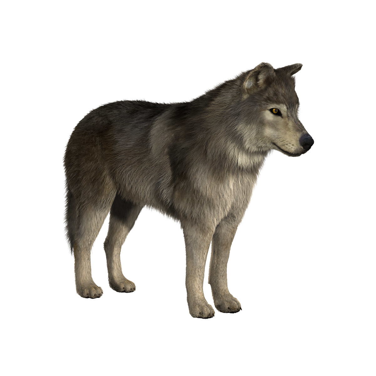 Wolf модель