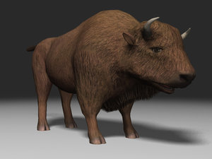buffalo animation 3ds