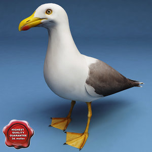 gull modelled 3d model