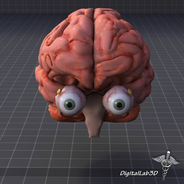 Eye Brain 3d Model