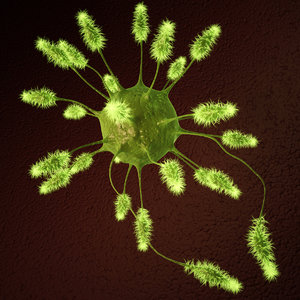 3d green bacteria model