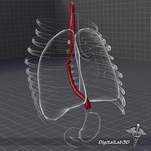 human esophagus 3d model