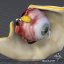 3d human head anatomy eyes