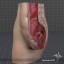 female pelvis anatomy human 3d model