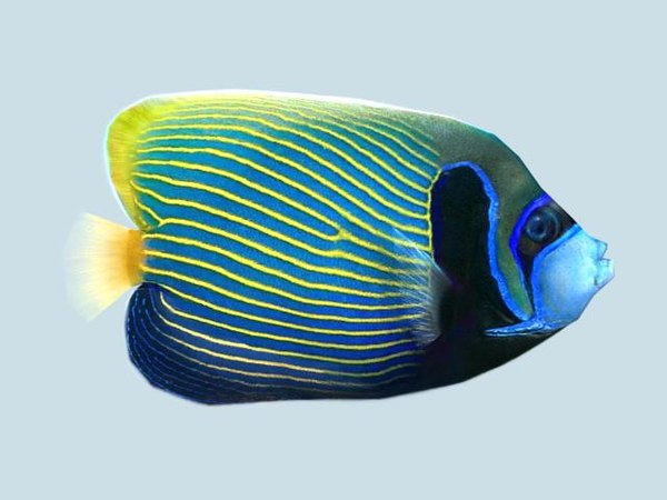 parrot-fish-3d-model