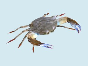 crab 3d model