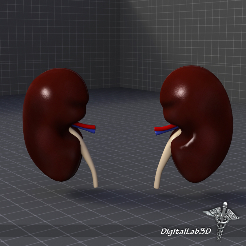 human kidney anatomy organs 3d model