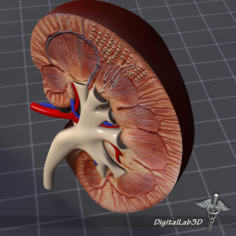 human kidney anatomy organs 3d model