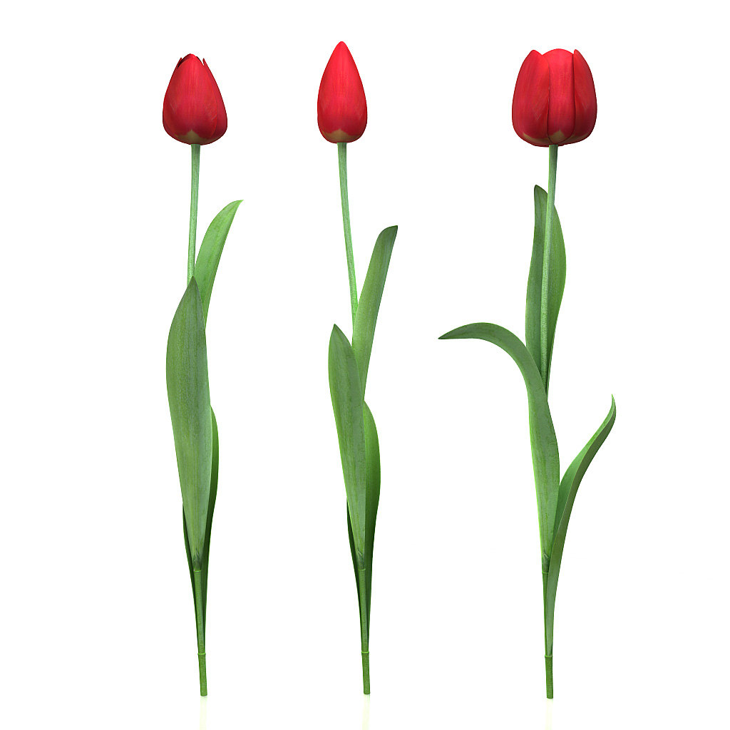Download tulips piece 3d model