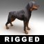 rigged rottweiler 3d model