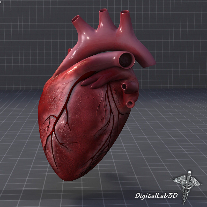 human heart anatomy 3d model