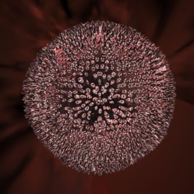 virus rubeola