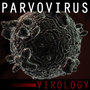 canine parvovirus virus 3d max