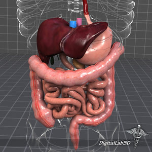digestive systems organism 3d model