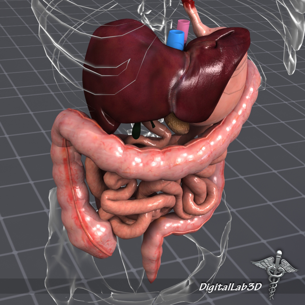 digestive systems organism 3d model