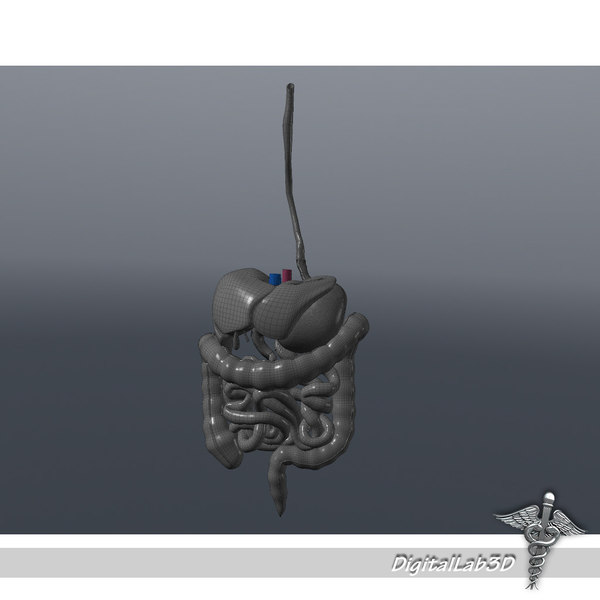 digestive systems organism 3d model