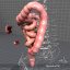 human large small intestines 3d max
