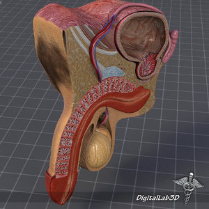 3d model human male genital anatomy