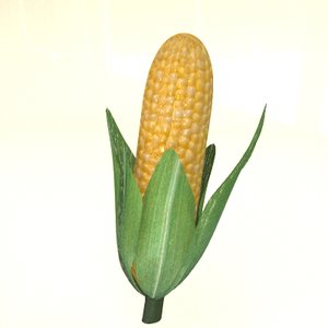 corn cob 3d model