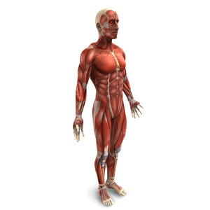 human male muscular 3d model