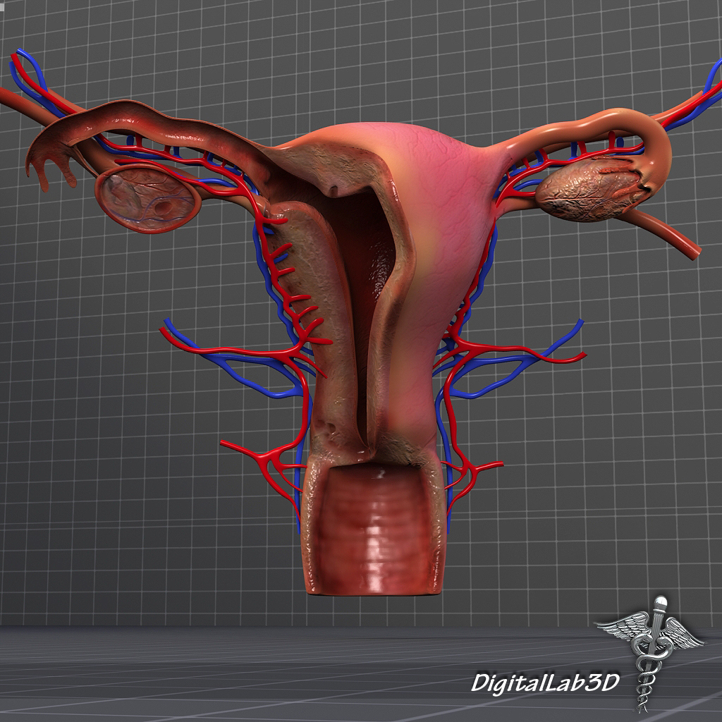 第一性特征3d图片