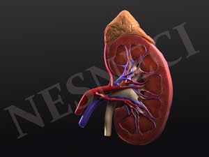 3d model cross section kidney