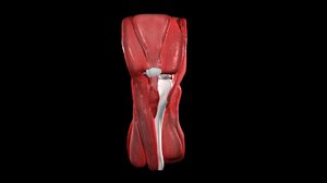 anatomical knee obj