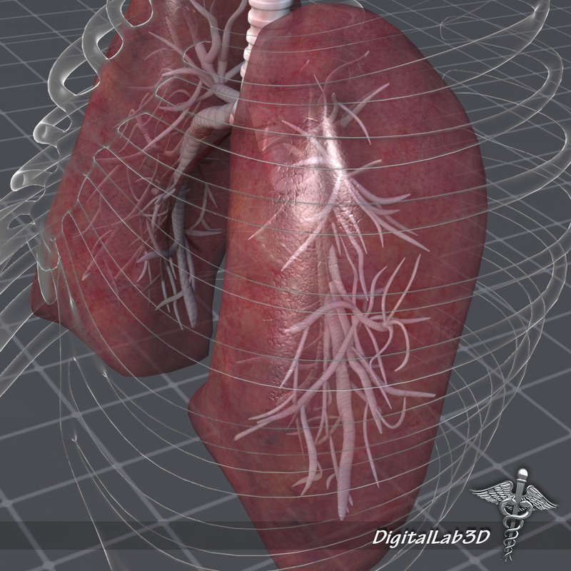 human lungs anatomy 3d model