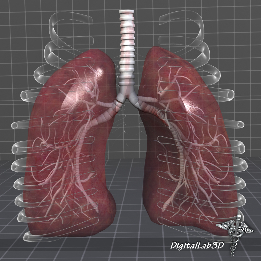 human lungs anatomy 3d model