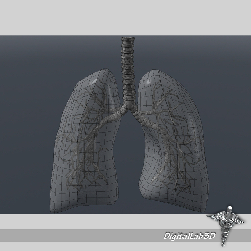 human lungs anatomy 3d model