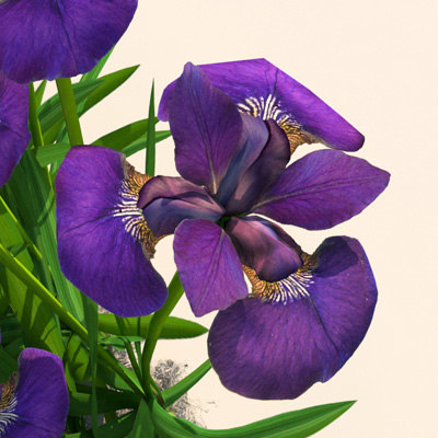  iris  plants flowers 3d  model 