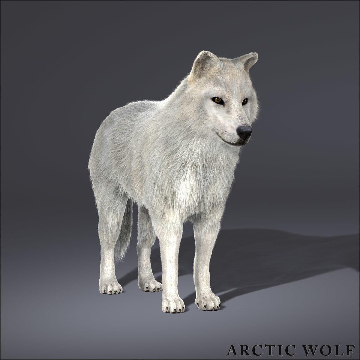 3d wolves 2 wolf model