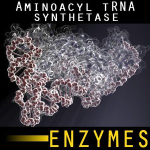 max enzyme aminoacyl trna synthetase