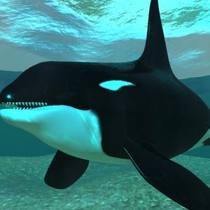 3d realistic orca whale
